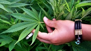 Канада и медицинската марихуана