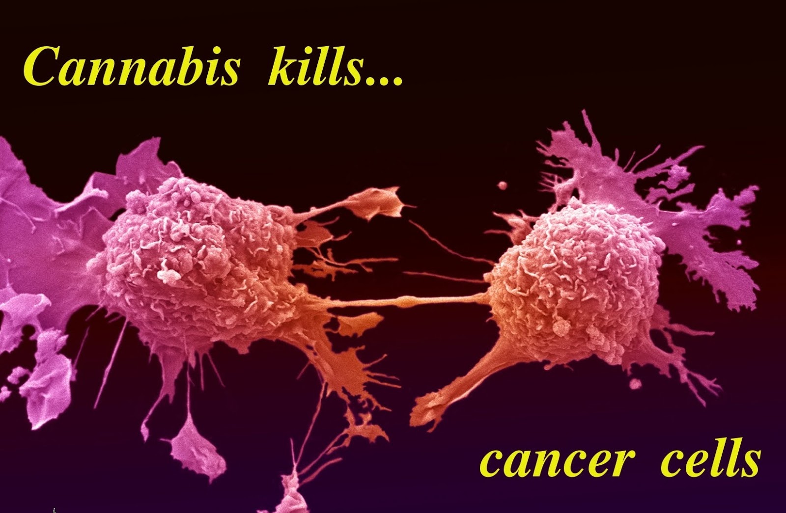 Канабисът убива ракови клетки