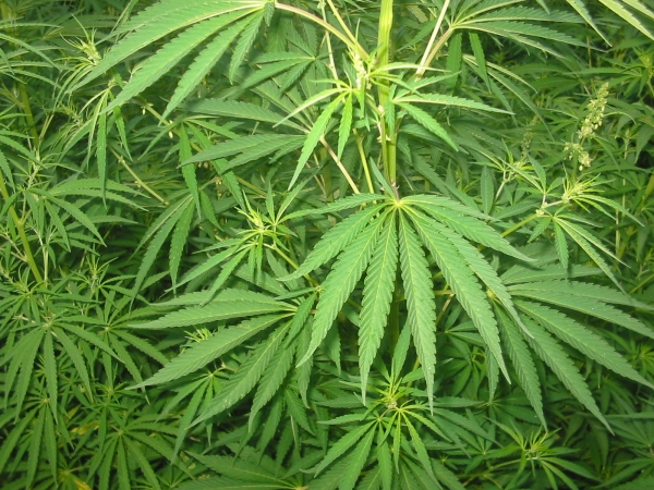 Възрастни растения медицинска марихуана